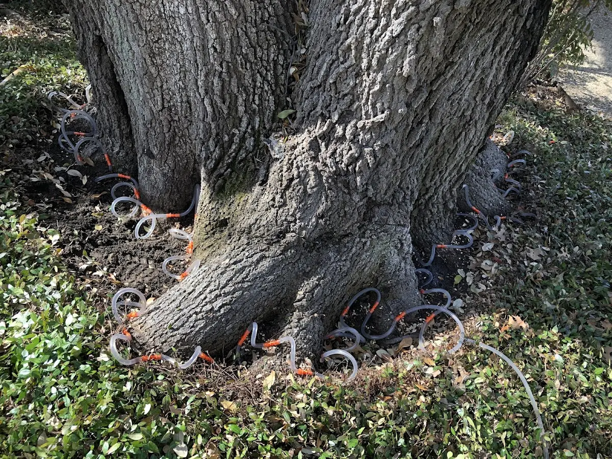 Detailed Tree Cabling and Bracing job site in Edmonson