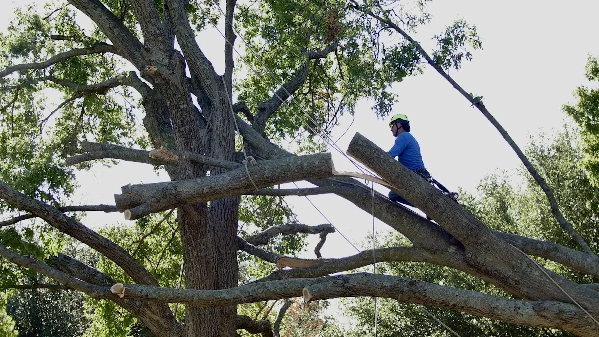 Professional Hazardous Tree Removal performed by certified arborists in Edmonson